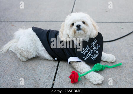 Dallas, USA. Okt, 2019 19. Der Hund trägt ein valentine Kostüm mit einer Rose bei einem Hund Festival in Richardson, einem Vorort von Dallas, Texas, USA, Okt. 19, 2019. Der Hund Festival am Samstag in Richardson zog viele der lokalen Bürger ihre Hunde auf den Hund Kostümwettbewerb teilnehmen Kleid. Credit: Tian Dan/Xinhua/Alamy leben Nachrichten Stockfoto