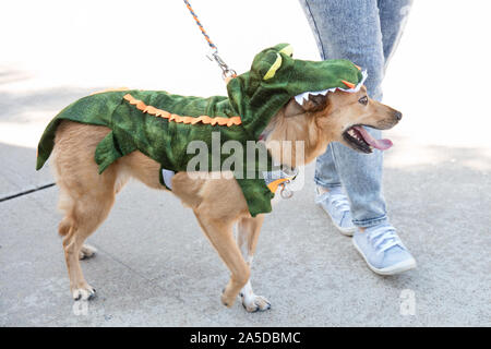 Dallas, USA. Okt, 2019 19. Der Hund trägt ein Krokodil Kostüm während ein Hund Festival in Richardson, einem Vorort von Dallas, Texas, USA, Okt. 19, 2019. Der Hund Festival am Samstag in Richardson zog viele der lokalen Bürger ihre Hunde auf den Hund Kostümwettbewerb teilnehmen Kleid. Credit: Tian Dan/Xinhua/Alamy leben Nachrichten Stockfoto