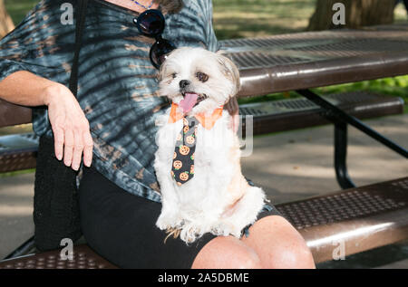 Dallas, USA. Okt, 2019 19. Der Hund trägt ein holloween Riegel während ein Hund Festival in Richardson, einem Vorort von Dallas, Texas, USA, Okt. 19, 2019. Der Hund Festival am Samstag in Richardson zog viele der lokalen Bürger ihre Hunde auf den Hund Kostümwettbewerb teilnehmen Kleid. Credit: Tian Dan/Xinhua/Alamy leben Nachrichten Stockfoto