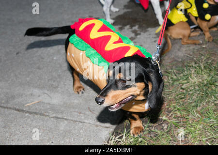 Dallas, USA. Okt, 2019 19. Der Hund trägt ein Hot dog Kostüm während ein Hund Festival in Richardson, einem Vorort von Dallas, Texas, USA, Okt. 19, 2019. Der Hund Festival am Samstag in Richardson zog viele der lokalen Bürger ihre Hunde auf den Hund Kostümwettbewerb teilnehmen Kleid. Credit: Tian Dan/Xinhua/Alamy leben Nachrichten Stockfoto