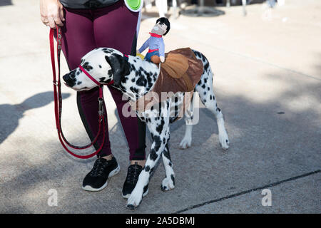 Dallas, USA. Okt, 2019 19. Der Hund trägt ein Pferd Kostüm mit einem Cowboy Spielzeug auf dem Rücken während ein Hund Festival in Richardson, einem Vorort von Dallas, Texas, USA, Okt. 19, 2019. Der Hund Festival am Samstag in Richardson zog viele der lokalen Bürger ihre Hunde auf den Hund Kostümwettbewerb teilnehmen Kleid. Credit: Tian Dan/Xinhua/Alamy leben Nachrichten Stockfoto