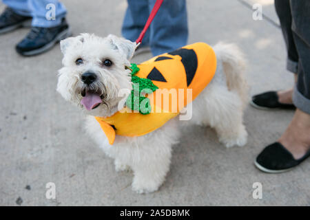 Dallas, USA. Okt, 2019 19. Der Hund trägt ein holloween Kostüm während ein Hund Festival in Richardson, einem Vorort von Dallas, Texas, USA, Okt. 19, 2019. Der Hund Festival am Samstag in Richardson zog viele der lokalen Bürger ihre Hunde auf den Hund Kostümwettbewerb teilnehmen Kleid. Credit: Tian Dan/Xinhua/Alamy leben Nachrichten Stockfoto