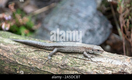 Gemeinsame Eidechse, Zootoca vivipara, Anmelden, Captive, Staffordshire, September Stockfoto
