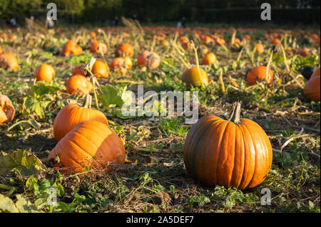 Kürbisse bereit, in ein Feld ausgewählt zu werden, Stockfoto