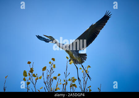 Graureiher landet auf einem Baum gegen den Himmel Stockfoto