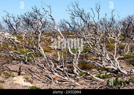 Getrocknete Büsche in der australischen Wüste, Dürren, trockenen Klima, Australien Stockfoto