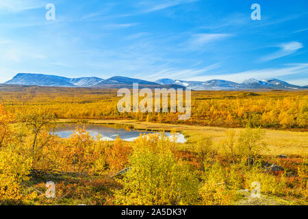 Herbst Landschaft mit gelben Blätter auf den Bäumen, Schnee auf dem Berg im Hintergrund, sonnigem Wetter, blauer Himmel - Abisko Nationalpark, Kiruna County, Swe Stockfoto