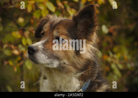 Border Collie Schäferhund Stockfoto