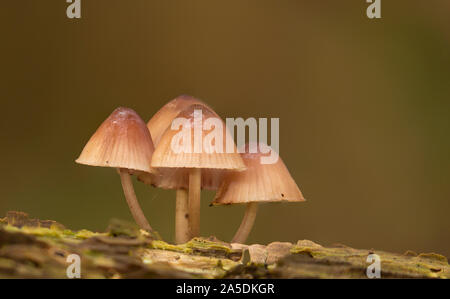 Psathyrellaceae pygmea Pilze leben auf einem toten Stamm, Heilooër Holz, Die Niederlande Stockfoto