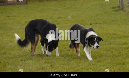 Border Collie Schäferhund Stockfoto