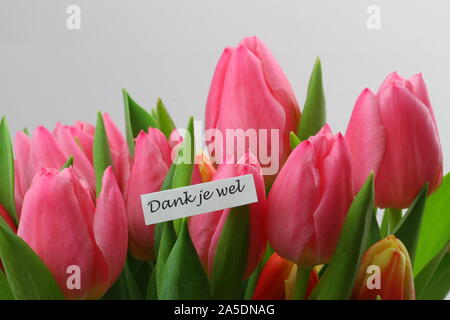 Dank je wel (d. h., vielen Dank, dass Sie sich im Niederländischen) Karte mit rosa Rosen Stockfoto
