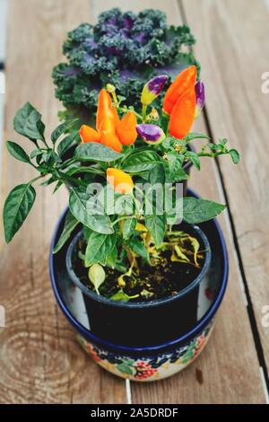Herbst Dekorationen - dekorative Kohl und Mini bunte Paprika in eine Schüssel aus Keramik (Töpferei) aus Boleslawiec Stockfoto