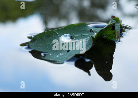 Eine kleine Regentropfen auf einem schwimmenden Blatt Stockfoto