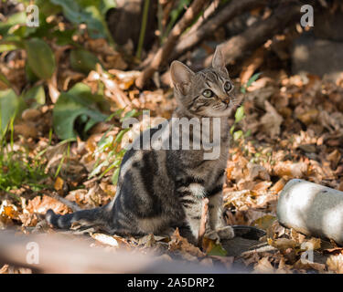 Süße kleine Katze in Park Stockfoto
