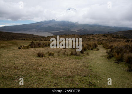 Paramo Alpine Tundra am Fuße der Wolke auf den Vulkan Cotopaxi in Ecuador. Stockfoto