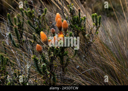 Chuquiraga jussieui Blüte in einer Höhe von mehr als 4000 Meter gegenüber den Vulkan Cotopaxi in Ecuador. Stockfoto