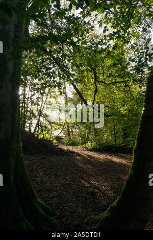 Die Sonne, die durch die Bäume brechen Stockfoto