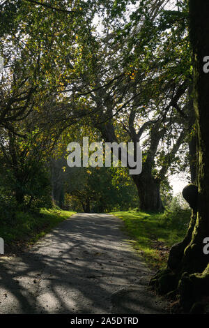 Die Sonne, die durch die Bäume brechen Stockfoto
