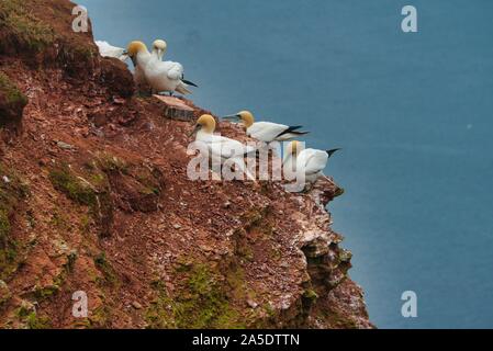 Kolonie der nördlichen Garnet auf dem roten Felsen - Insel Helgoland Stockfoto