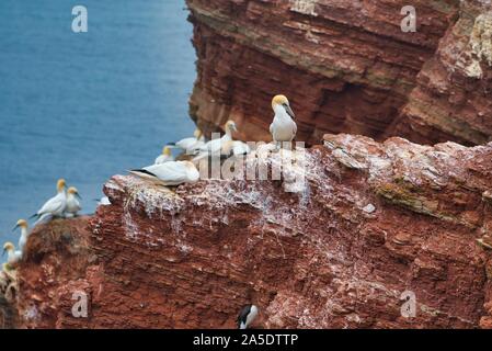 Kolonie der nördlichen Garnet auf dem roten Felsen - Insel Helgoland Stockfoto