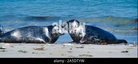 Wijd Grau Dichtung am North Beach von Helgoland - Insel Düne ich - Nordsee - Deutschland Stockfoto