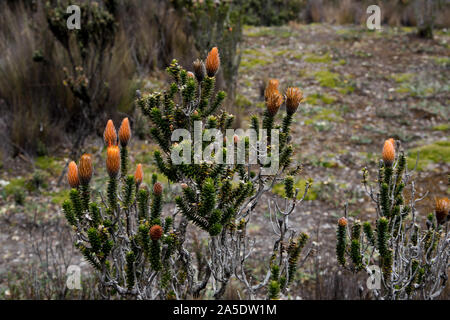 Chuquiraga jussieui Blüte in einer Höhe von mehr als 4000 Meter gegenüber den Vulkan Cotopaxi in Ecuador. Stockfoto