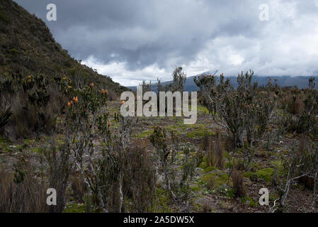 Blume auf Paramo am Cotopaxi Vulkan in Ecuador. Kinder mit dem Paramo am Cotopaxi Vulkan in Ecuador. Stockfoto