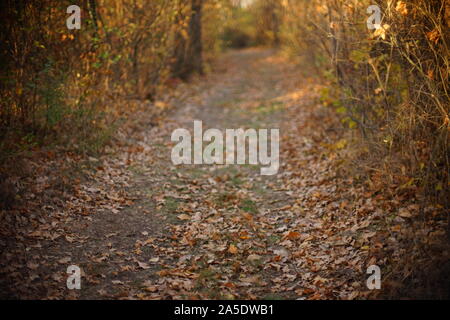 Straße im Herbst Wald in sonniger Tag Stockfoto