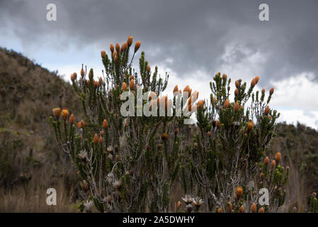 Chuquiraga jussieui Blüte in einer Höhe von mehr als 4000 Meter gegenüber den Vulkan Cotopaxi in Ecuador. Stockfoto