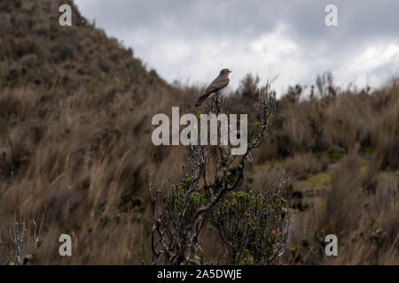 Große thrush Chuquiraga jussieui Sitzen im Paramo am Cotopaxi Vulkan in Ecuador. Stockfoto