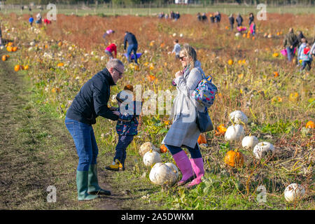 Burscough, Lancashire. UK. Okt. 2019 20. Schönen sonnigen Tag für Kids Kürbis Ernte an den Windmill Farm Adventure Land. Im Herbst Sonnenschein hat die Massen brachte mit ihren Kindern zu genießen Kommissionierung aus dem Pumpkin Patch vor der traditionellen Halloween feiern. Credit: MediaWorldImages/Alamy leben Nachrichten Stockfoto