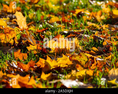 Gefallenen sycamore Blätter mit Hintergrundbeleuchtung bei strahlendem Sonnenschein. Orange und gelbe Blätter fangen das Licht auf die glänzende Gras; eine Studie in der Textur und Herbst Farbe. Stockfoto