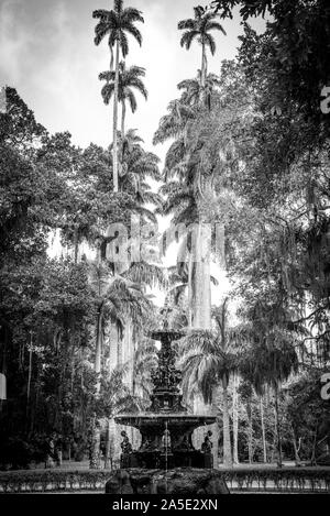 Musas Brunnen und Palmeira Imperial am Botanischen Gardem in Rio Stockfoto