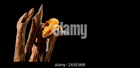 Leopard gecko auf dem Holz im Wald, auf schwarzen Hintergrund isoliert Stockfoto