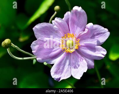 Anemone hupehensis Lemoine Stockfoto