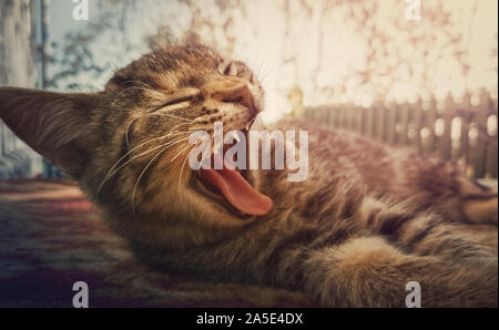 Close up Portrait von Sleepy gestreifte Katze Gähnen als zur Festlegung im Freien. Stockfoto