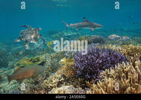 Gesundes Korallenriff mit tropischen Fischen, Schildkröten und Haie Unterwasser, Pazifischer Ozean, Ozeanien Stockfoto