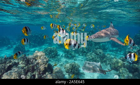 Schwarm von bunten tropischen Fischen mit einem Hai und ein stingray Unterwasser, Pazifischer Ozean, Französisch Polynesien Stockfoto