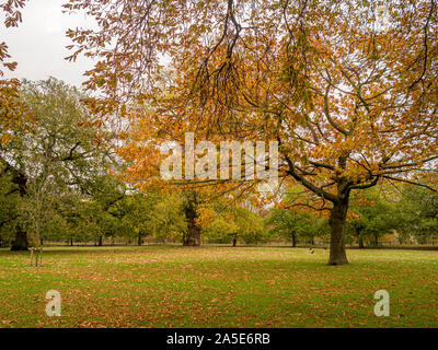 Hyde Park im Herbst, London, UK. Stockfoto