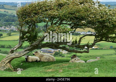 Schafe hütete unter einem Baum, Seatown, Dorset Stockfoto