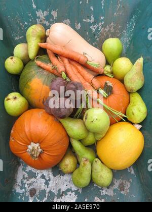 Bunte Medley von Herbst Obst und Gemüse für ein Erntefest, Kürbisse, Kürbisse, Karotten, rote Bete und Birnen von einem Englischen Garten, Oktober 2019 Stockfoto