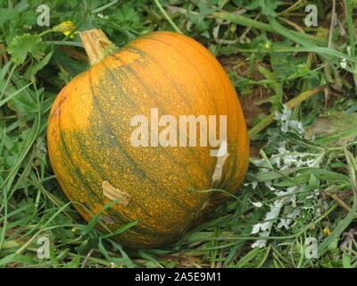 Eine große orange Kürbis liegt auf dem Boden auf einer Farm, die nur darauf warten, in die Jack-o-Lantern für Halloween oder Thanksgiving vorgenommen werden. Stockfoto