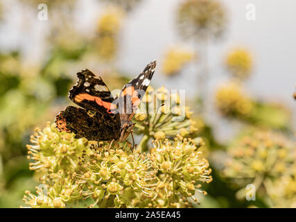 Red Admiral, Schmetterling, hocken auf einer Blume in der Sonne in einem britischen Garten Stockfoto