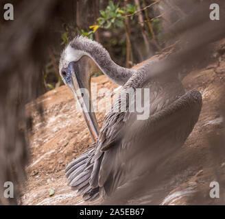 Brown pelican Putzen auf den Klippen in La Jolla, Kalifornien Stockfoto