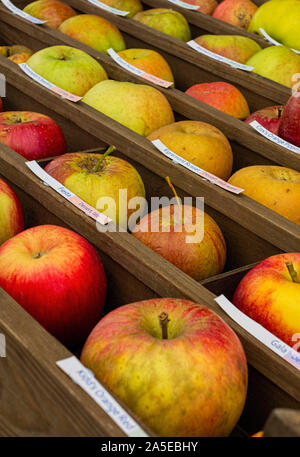 Auswahl an Englischen essen Äpfel in Holzkiste bei Apple Festival angezeigt Stockfoto