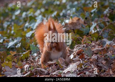 Cute orange Fuchs Eichhörnchen in einem Herbst Feld voll Bunte Blätter Stockfoto