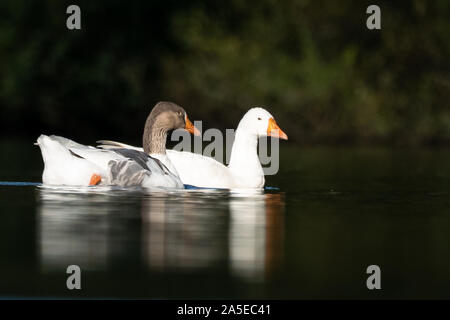 Graugänse am frühen Morgen in der Nähe von Stockfoto
