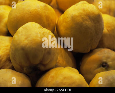 Quitten. Frische organische Quitte. Gesunde Ernährung Konzept. Queen Apfel Obst. Stockfoto