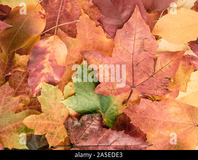 Herbst in den Farben Rot und Gelb fallen die Blätter im Hintergrund Stockfoto