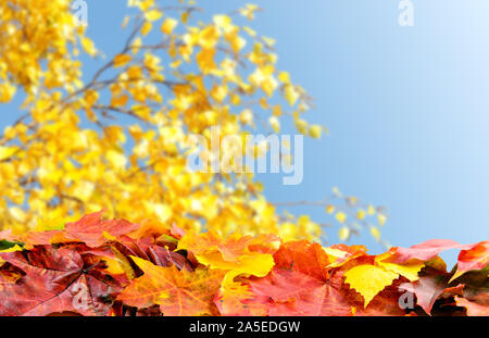 Rot, Gelb Herbst bunte Blätter im Herbst auf unscharfe fallen Äste über klaren, blauen Himmel mit Kopie Raum Stockfoto